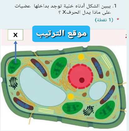 يبين الشكل أدناه خلية توجد بداخلها عضيات على ماذا يدل الحرف X ؟